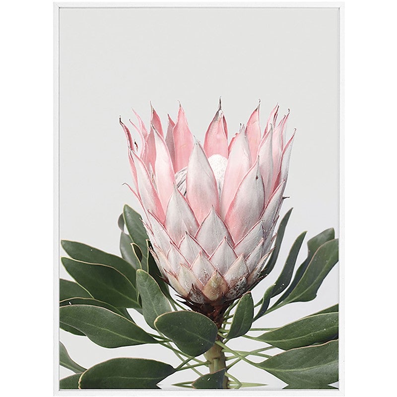 Protea (Side View) Framed Art With Floating Frame | Buy Posters ...