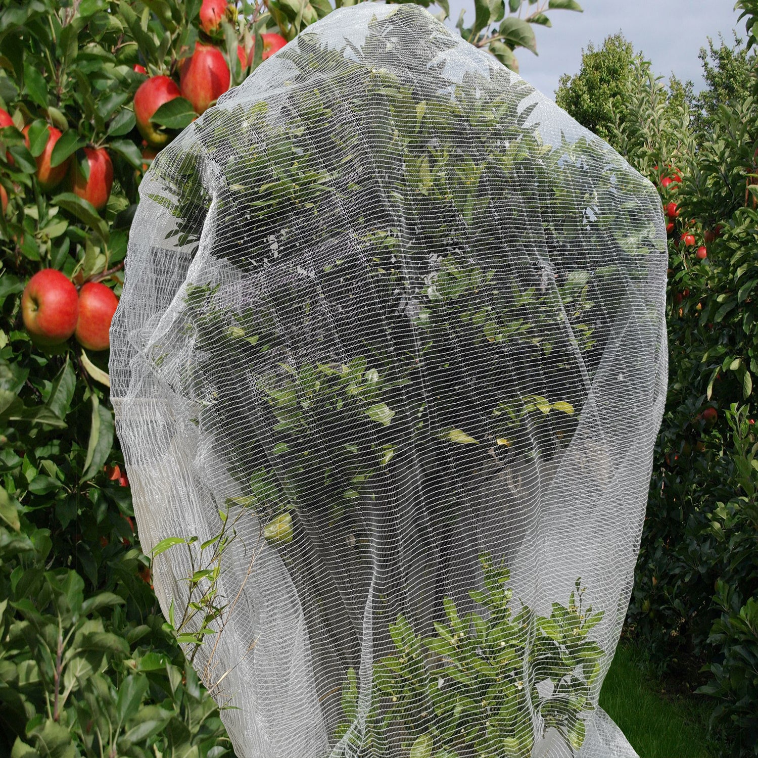 QOZY Fruit Fly Net Insect Mesh Vegetable Garden Plant QOZY Fruit Fly Net Insect Mesh Vegetable Garden Plant