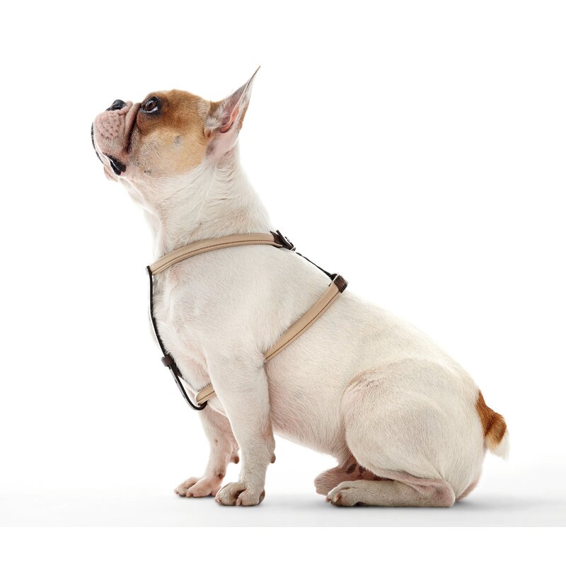 Hunter Calgary Elk Rolled Leather Dog Harness Buy Pet Collars