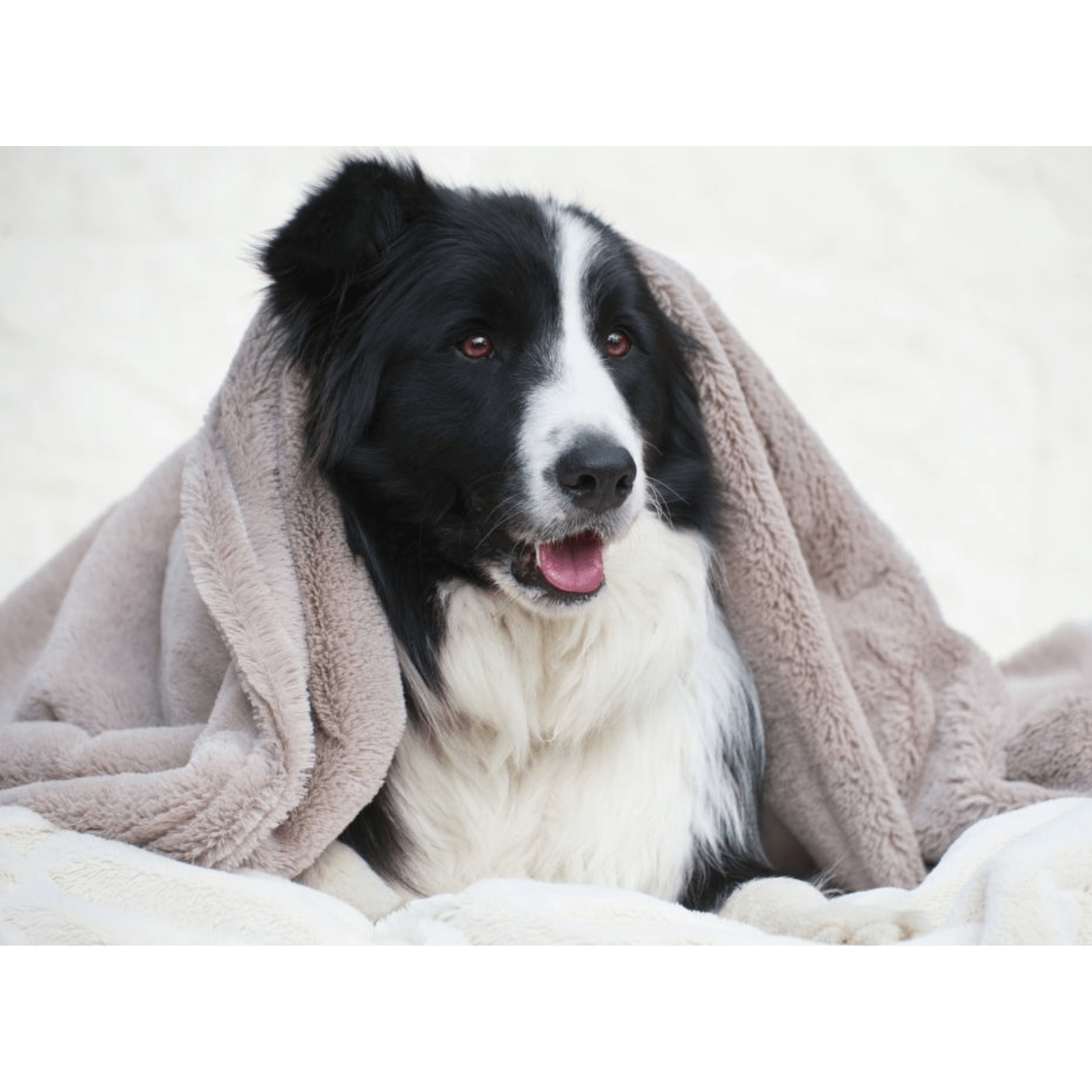T&S Puppy Mink Dog Blanket, Grey Buy Pet Beds 9333553009840