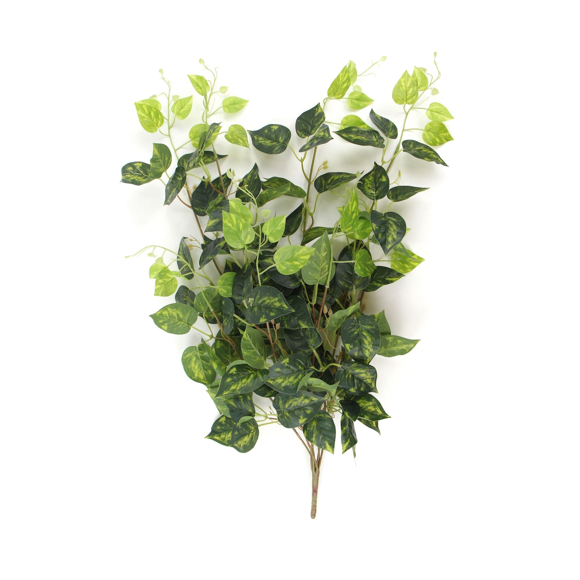 Heart Leaf Philodendron Hanging Creeper Bush (Devils Ivy) 73cm Buy