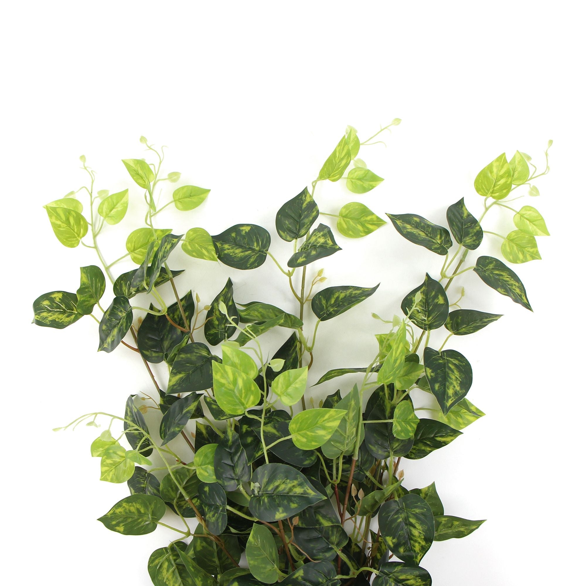 Heart Leaf Philodendron Hanging Creeper Bush (Devils Ivy
