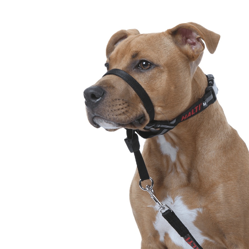 Halti Dog Head Collar Halti Stops Pulling Dog Training Aid Headcollar - 6 Sizes | Buy Pet